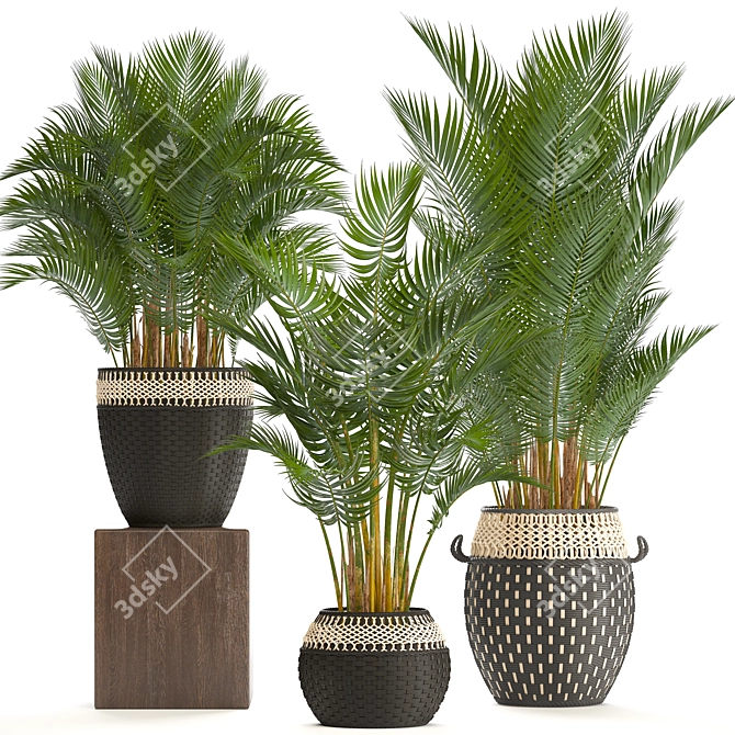 Tropical Palm Collection | Howea Forsteriana 3D model image 1