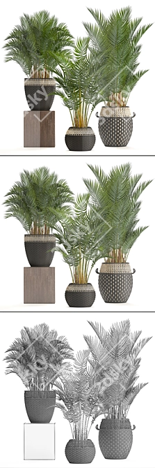 Tropical Palm Collection | Howea Forsteriana 3D model image 3