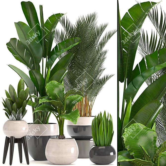 Tropical Plant Collection: Bananas, Palms, and More! 3D model image 1