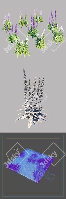 Salvia Nemorosa Colorful Varieties: 9 Models & Large Area Coverage 3D model image 3