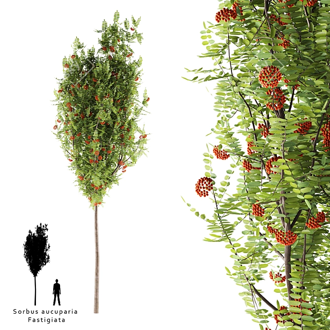 Ashberry Ornamental Tree | Sorbus aucuparia Fastigiata 3D model image 1