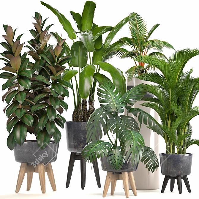 Exotic Plant Collection: Ficus, Monstera, Palm and more! 3D model image 1