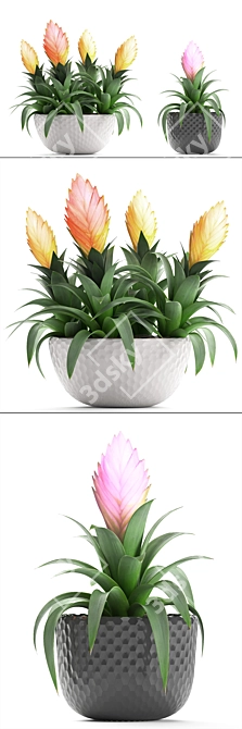 Exotic Bromelia: Collection of 230 Stunning Plants 3D model image 2