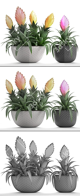 Exotic Bromelia: Collection of 230 Stunning Plants 3D model image 3