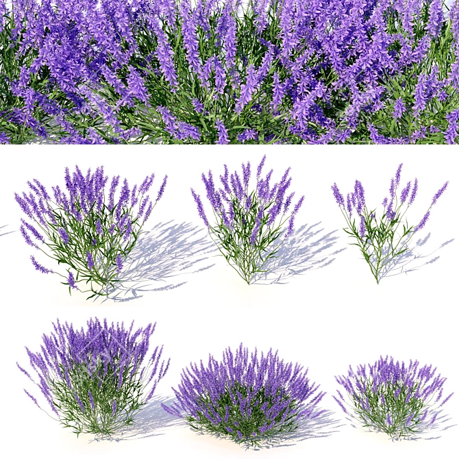 Lavandula: Versatile Garden Flower 3D model image 1