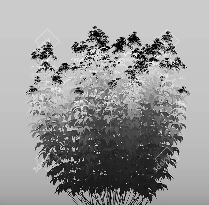 Eupatorium Purpureum: Vibrant Scatter Foliage 3D model image 3