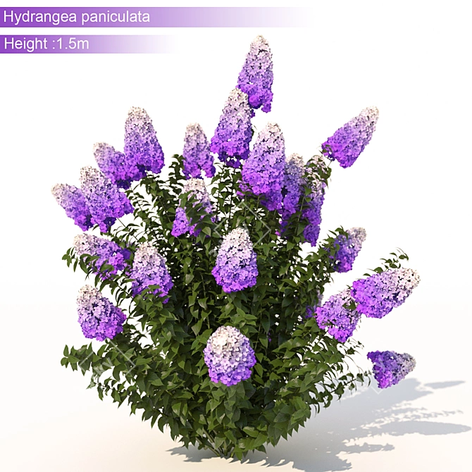 3Dmax Hydrangea: Realistic 1.5m Height 3D model image 2