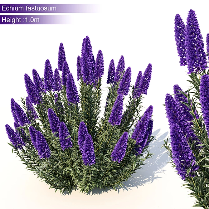 Graceful Echium Candicans - 3D Model 3D model image 1