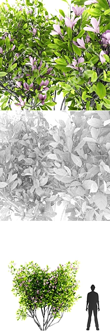 Beautiful Magnolia Susan Bush 3D model image 3