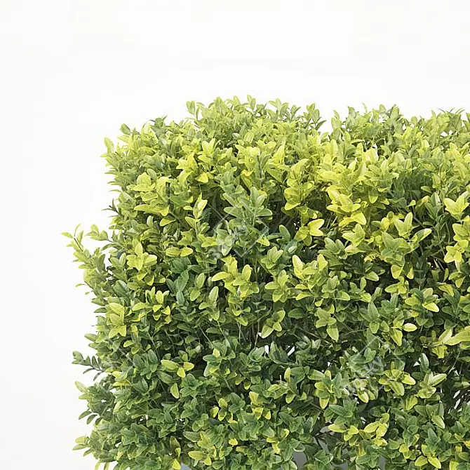 Versatile Buxus Sempervirens Cubes 3D model image 3