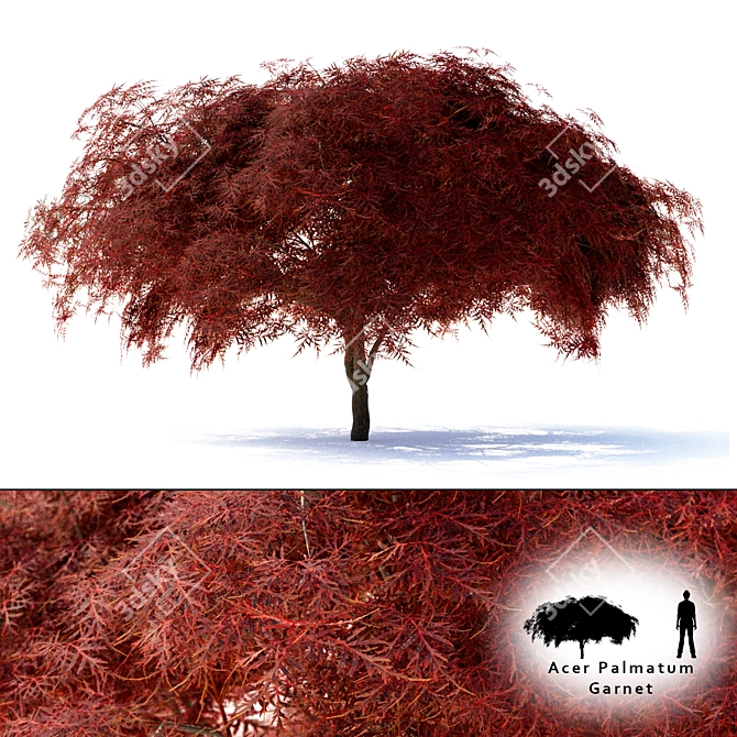 Japanese Maple Tree - Acer palmatum Garnet 3D model image 1