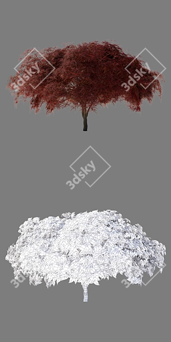 Japanese Maple Tree - Acer palmatum Garnet 3D model image 2
