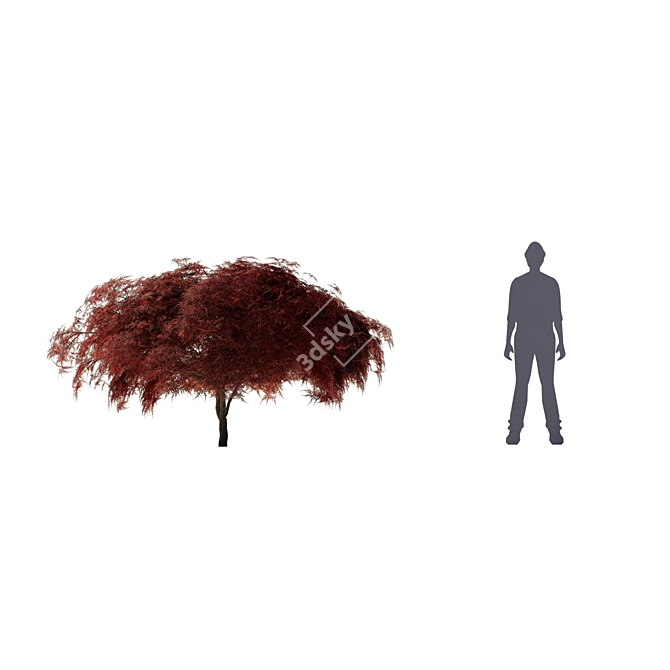 Japanese Maple Tree - Acer palmatum Garnet 3D model image 3