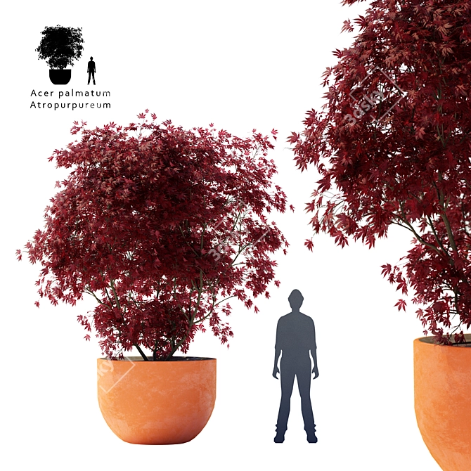 Majestic Crimson Maple Tree 3D model image 1