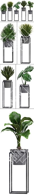 Exotic Plant Collection: Monstera, Cycas, Rhapis, Alocasia 3D model image 2