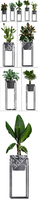 Exotic Plant Collection: Alocasia, Ficus, Palms & Cactus 3D model image 2