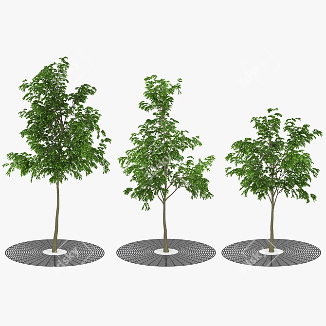 Urban Oasis: Realistic Street Tree 3D model image 1
