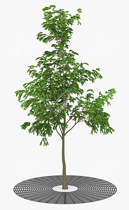 Urban Oasis: Realistic Street Tree 3D model image 2