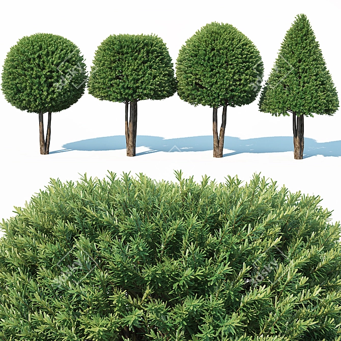 Premium Taxus Baccata Topiary Set 3D model image 2