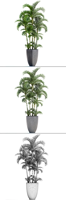 Exotic Areca Palm Seeds 3D model image 3