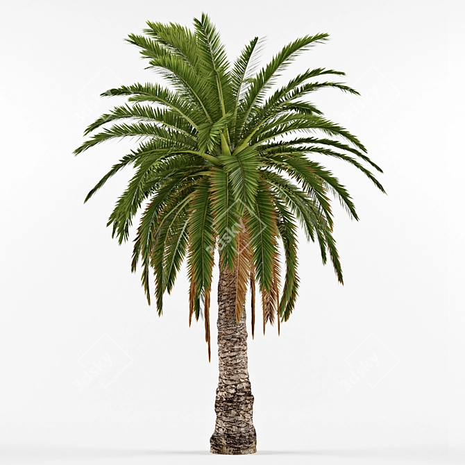 Phoenix Canariensis: Majestic Subtropical Palm 3D model image 3