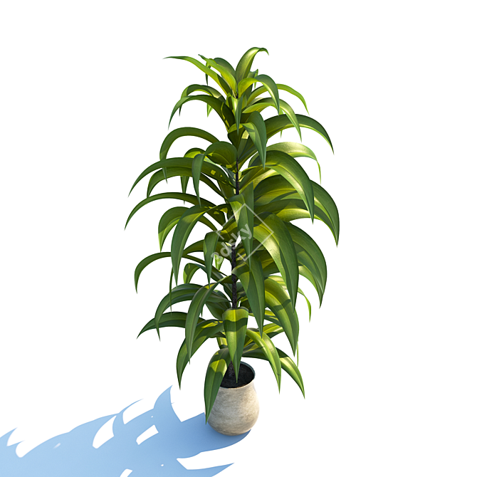 Evergreen Plant: 3Dmax & Vray 3D model image 1