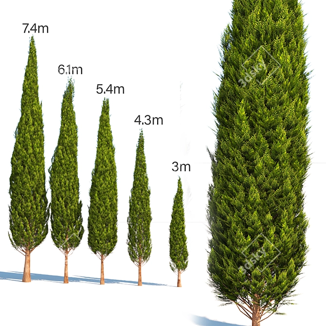 Mediterranean Cypress - Various Heights 3D model image 1