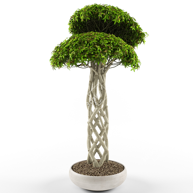 Lush Ficus Retusa: Realistic 3D Model 3D model image 1