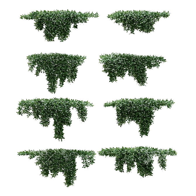 Versatile Creeper Set - 8 Modular Clematis Glycinoides 3D model image 2