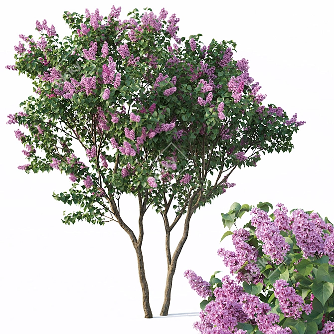 Lilac Breeze: Syringa vulgaris #3 3D model image 1