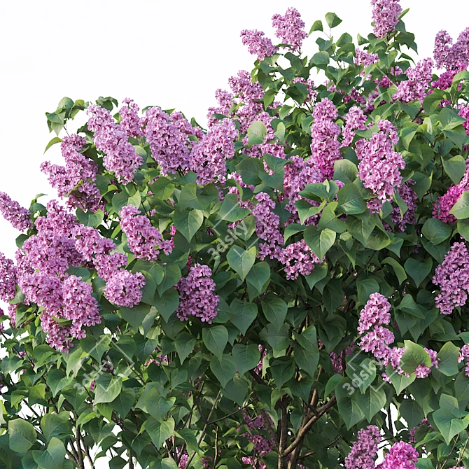 Lilac Breeze: Syringa vulgaris #3 3D model image 2