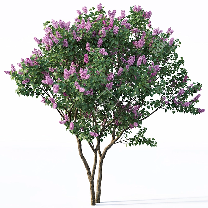 Lilac Breeze: Syringa vulgaris #3 3D model image 3