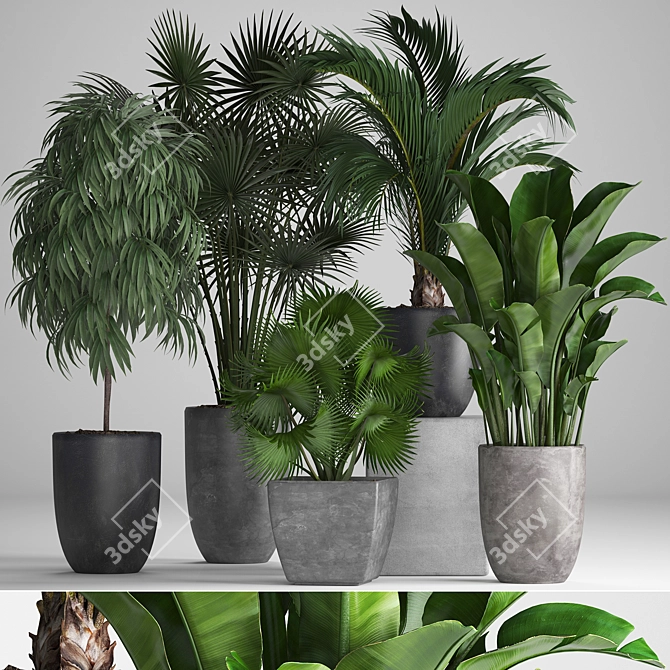 Exotic Plant Collection: Ficus, Palms, and More 3D model image 1