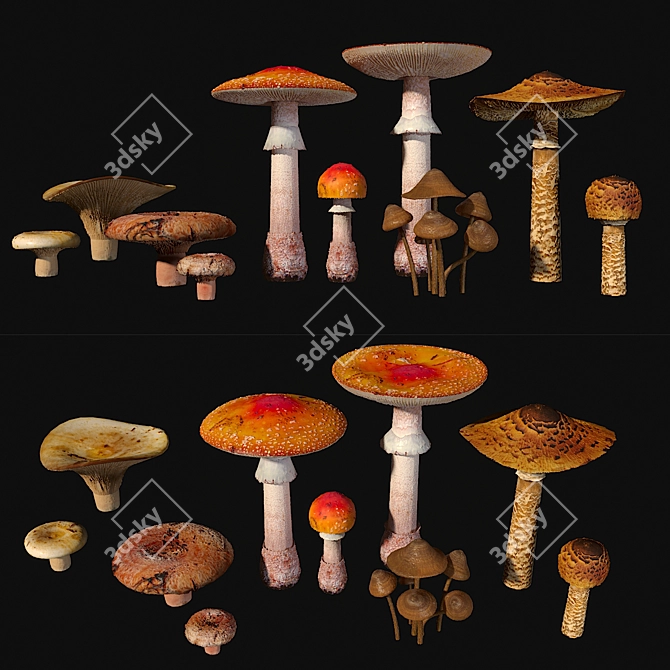 Fungi Collection Set: Mushrooms 3D model image 1