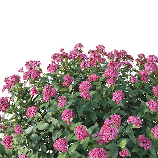 Spirea Japonica Collection: Varied Sizes 3D model image 2