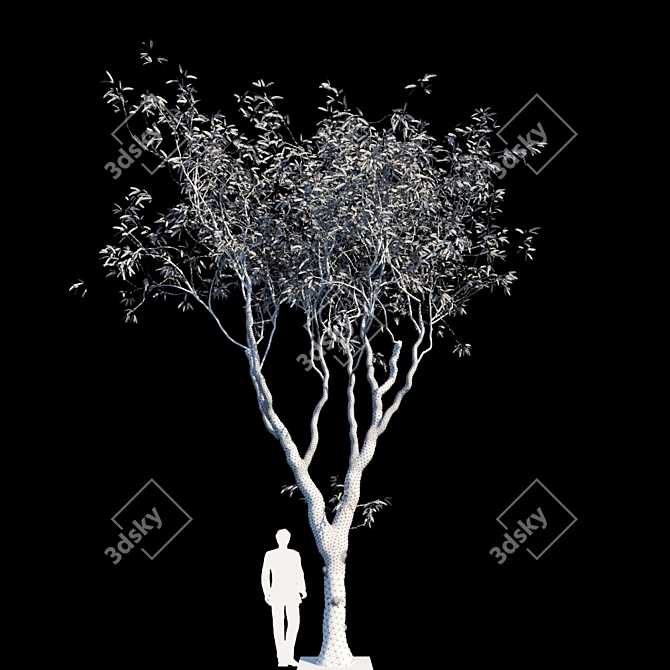 Evergreen Beauty: Eucalyptus Trees 3D model image 2