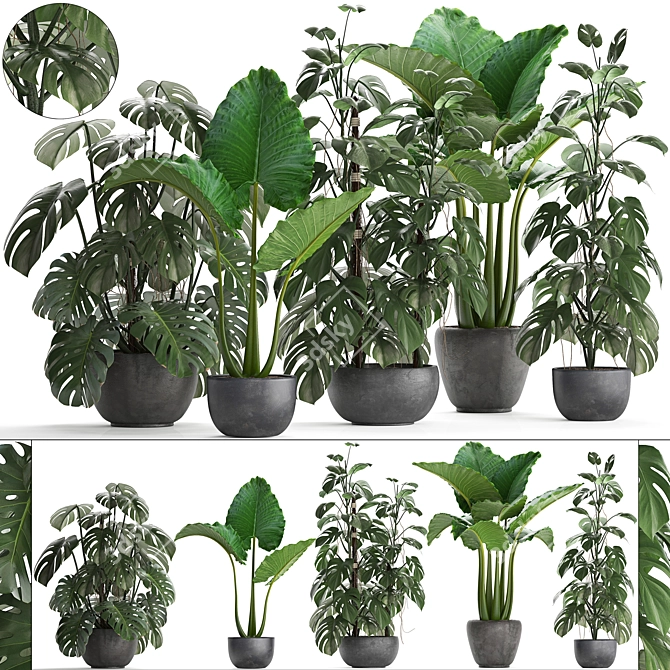 Exotic Indoor Plant Collection 3D model image 1