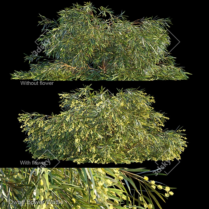 Compact Bower Wattle Bush 3D model image 1