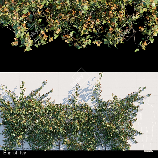 Elegant English Ivy for Any Space 3D model image 1