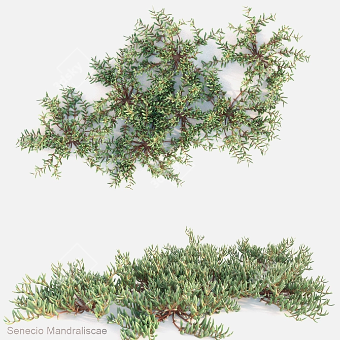 Blue Chalk Sticks: Unique Senecio 3D model image 1