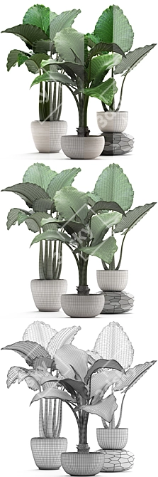 Exotic White Pot Alocasia 3D model image 3