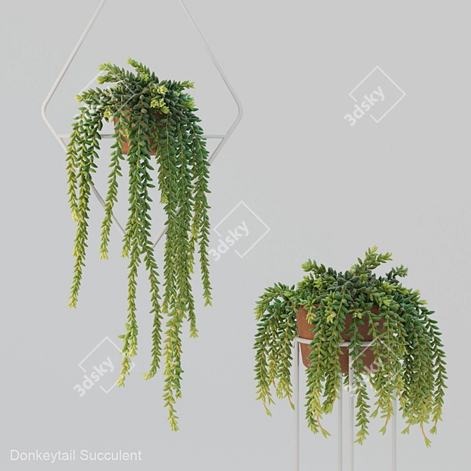 Donleytail: Hanging Burrostail Succulent 3D model image 1