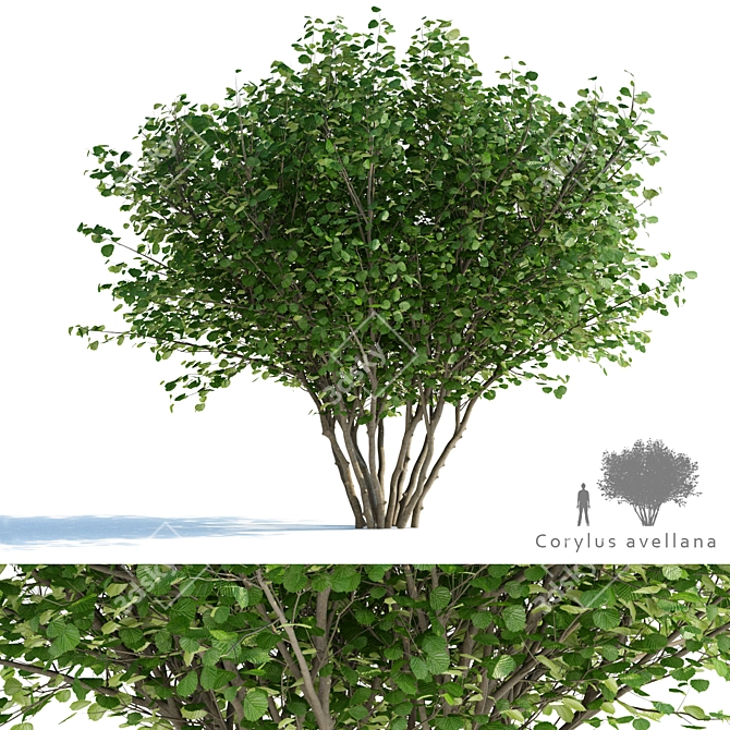 Delicate Hazel Tree | Corylus avellana 3D model image 1