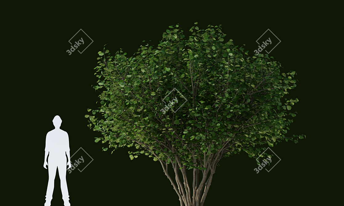 Delicate Hazel Tree | Corylus avellana 3D model image 3