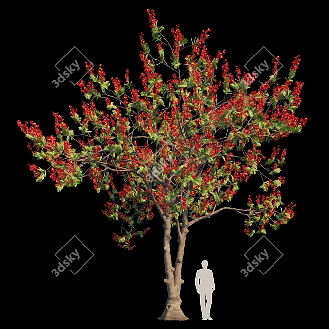 Flamboyant Delonix Regia Tree 3D model image 1