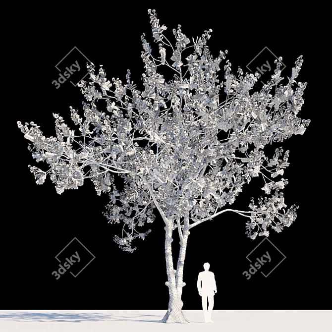 Flamboyant Delonix Regia Tree 3D model image 2