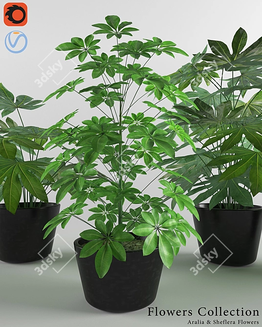 Designer Aralia and Sheflera Collection 3D model image 2