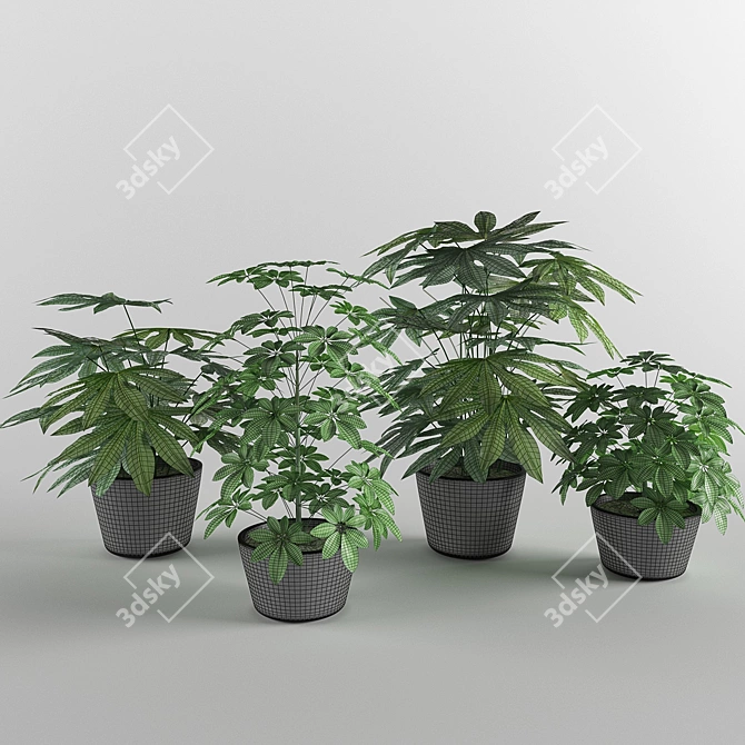 Designer Aralia and Sheflera Collection 3D model image 3