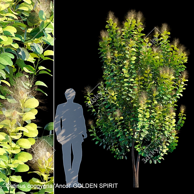 Golden Spirit Cotinus: Multistem Beauty 3D model image 1