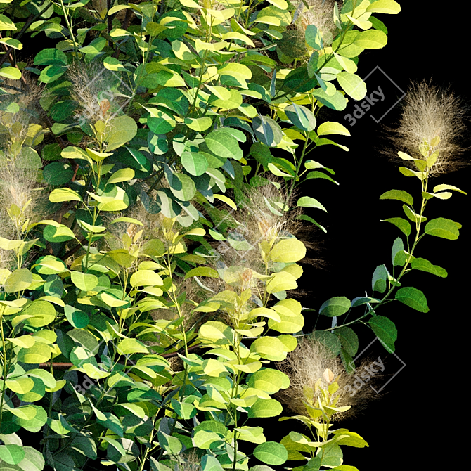 Golden Spirit Cotinus: Multistem Beauty 3D model image 2